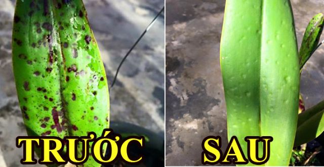 Chế Phẩm Đặc Trị Nấm Bệnh cho cây cảnh và các loại cây trồng  CADILAC 80WP Vàng