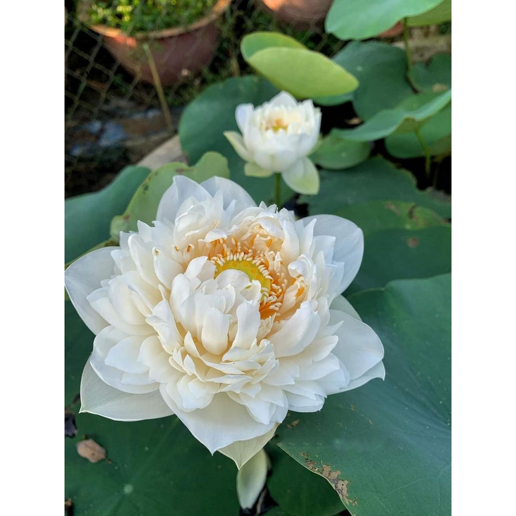 Sen: BẠCH TUYẾT KÉP