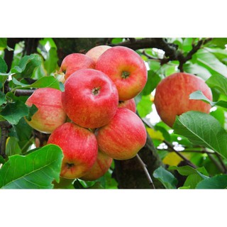 CÂY GIỐNG TÁO ĐỎ RUỘT ĐỎ