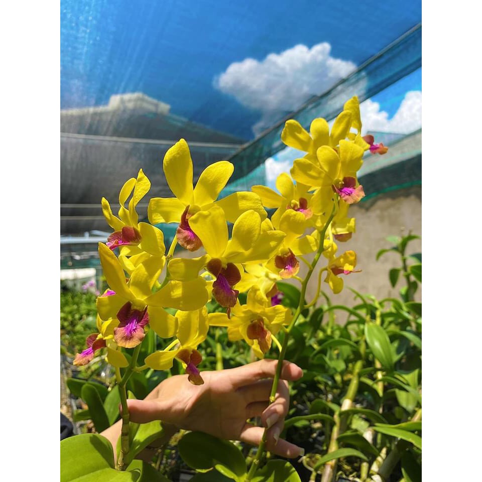 Dendro Vàng Lưỡi Đỏ Hoa Thơm