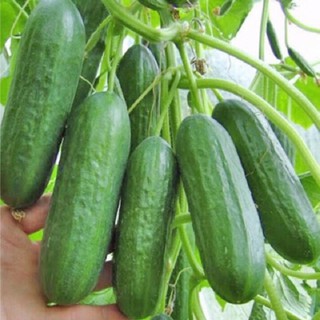 Hạt giống dưa chuột chùm tự thụ phấn