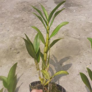 Hoa lan denro nắng bà liễu