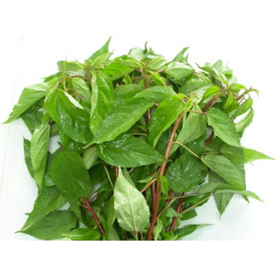 Hạt Giống Rau Đay Đỏ 20gram - Dễ Trồng, Nhiều Dinh Dưỡng