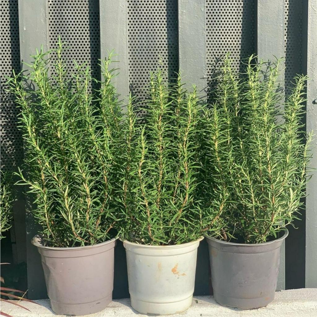 Hương thảo MIX CHẬU để bàn