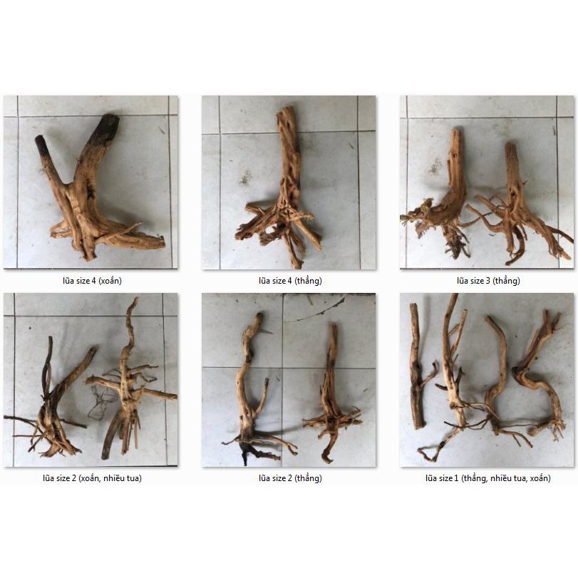 Lũa thủy sinh size vừa (loại tốt)