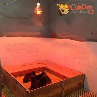 Bóng đèn sưởi hồng ngoại dành cho cho chó mèo đẻ - Đủ đồ chỉ việc dùng - Cutepets
