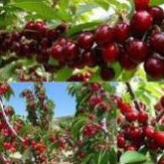 Cây giống Chery brazil cây giống chuẩn F1