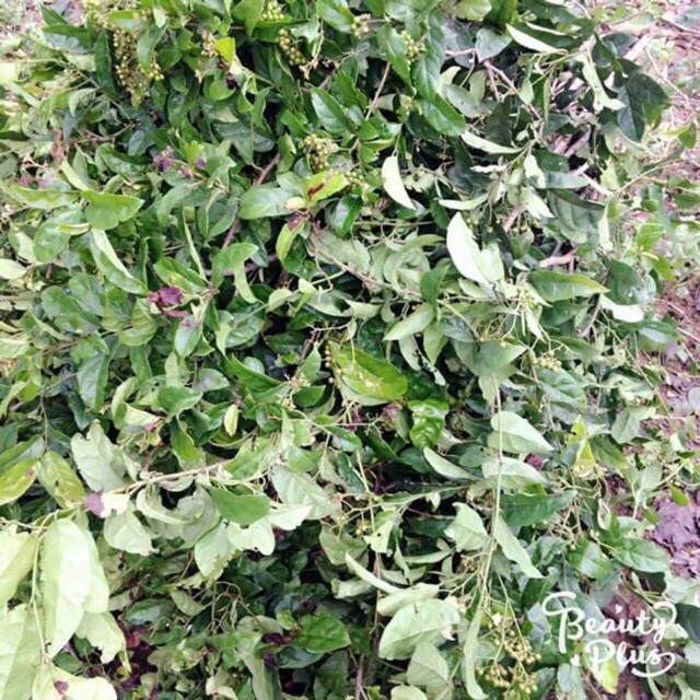 Cây Xạ Đen