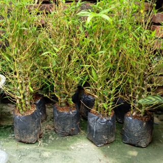 khóm trúc phật bà