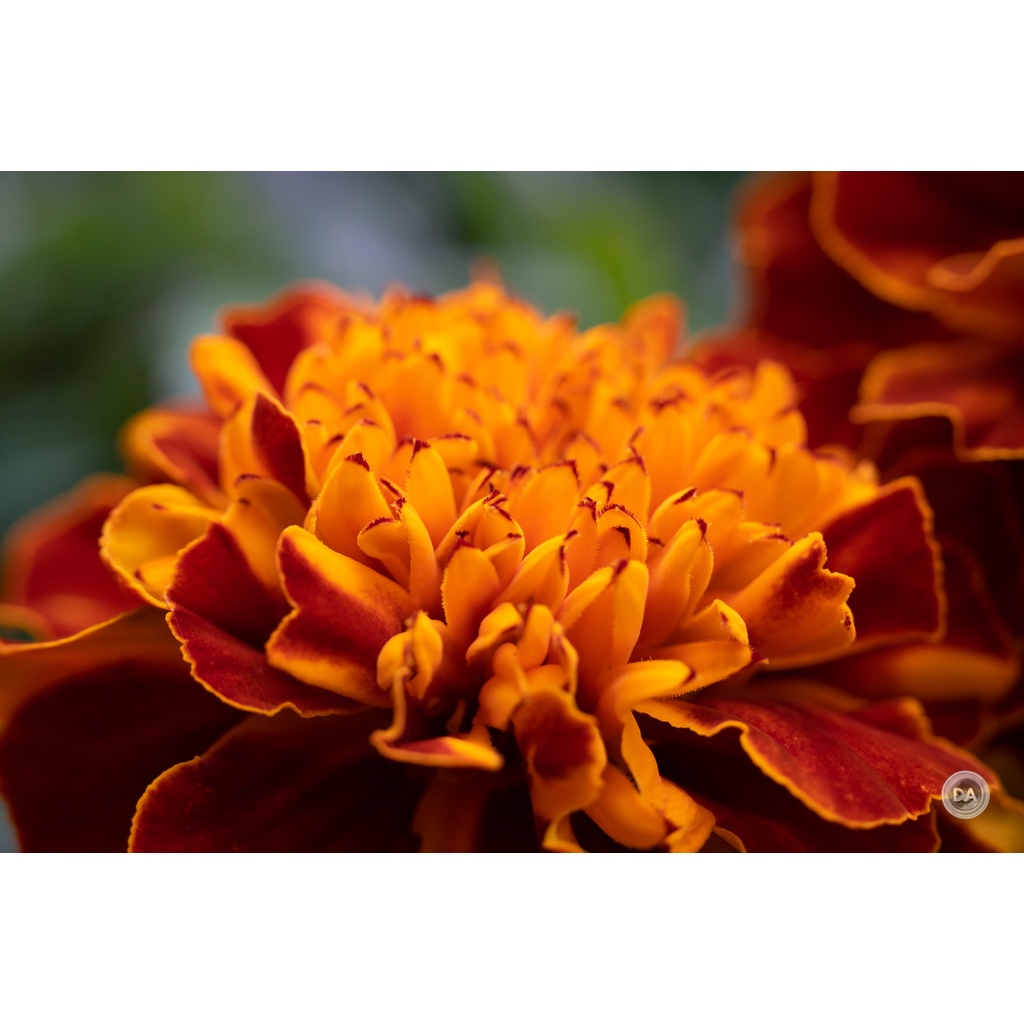Ống kính Macro TTartisan 40mm f2.8