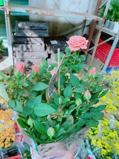 Chậu hoa hồng