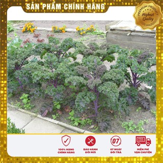 Hạt giống Cải lá xoăn tím -20 hạt