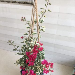 Cây 🌲 Giấy Cẩm Thach đỏ ( siêu hoa)