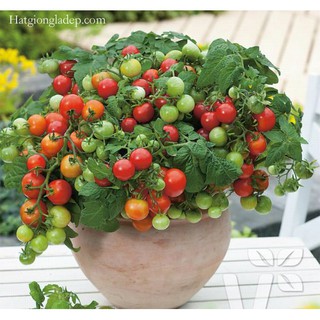 Hạt Giống Cà Chua Bi Lùn Đỏ