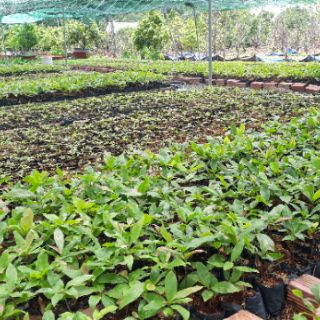 Mai dảo mai con thủ đức bông đẹp