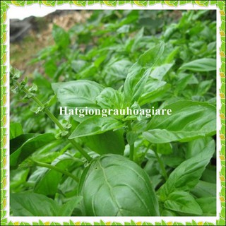 0.5Gram Hạt giống rau Húng tây (Húng Basil) tặng kích mầm và hướng dẫn