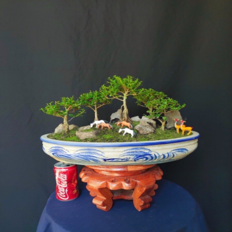 SAM HƯƠNG bonsai mini. set tiểu cảnh bán cạn, lên chậu mini.