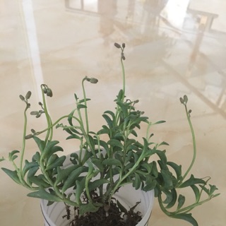 Combo cây cá heo + sedum hạt ngọc + sen đá hoa hồng xanh