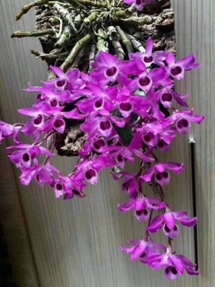 Trầm tím hàng tuyển