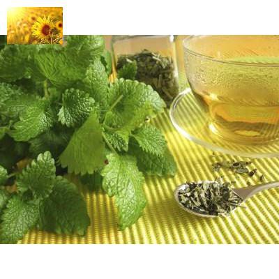 Hạt Giống Bạc Hà Chanh/Lemon Balm (120 Hạt) - Thơm hương chanh và xả, Giảm stress - MUA 3 TẶNG 1 CÙNG LOẠI