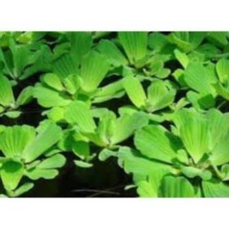 Phần 1 nhánh bèo cái lọc nước rễ dài trang trí bể thủy sinh, cá, tép, tiểu cảnh, hòn non bộ