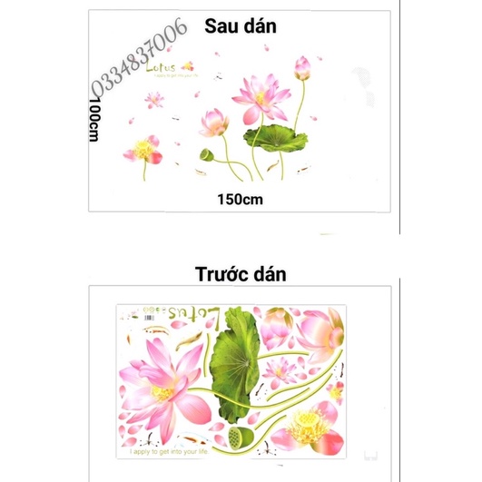 Decal dán tường sen hồng cánh to.