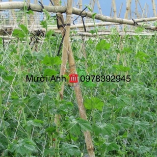 Lưới giàn leo, 1m lưới giàn leo khổ 3m, giàn bầu, giàn bí, giàn dưa, giàn mướp, chanh leo