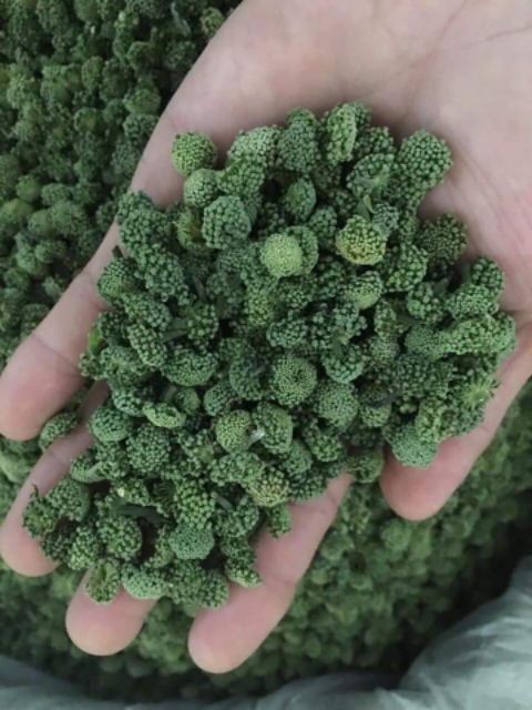 Nụ hoa tam thất loại( không cuống 500g)ảnh thật tự chụp | BigBuy360 - bigbuy360.vn