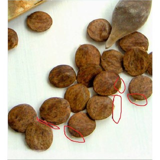 5 Hạt giống hoa tử đằng mix màu (Kèm kích thích hạt nảy mầm)