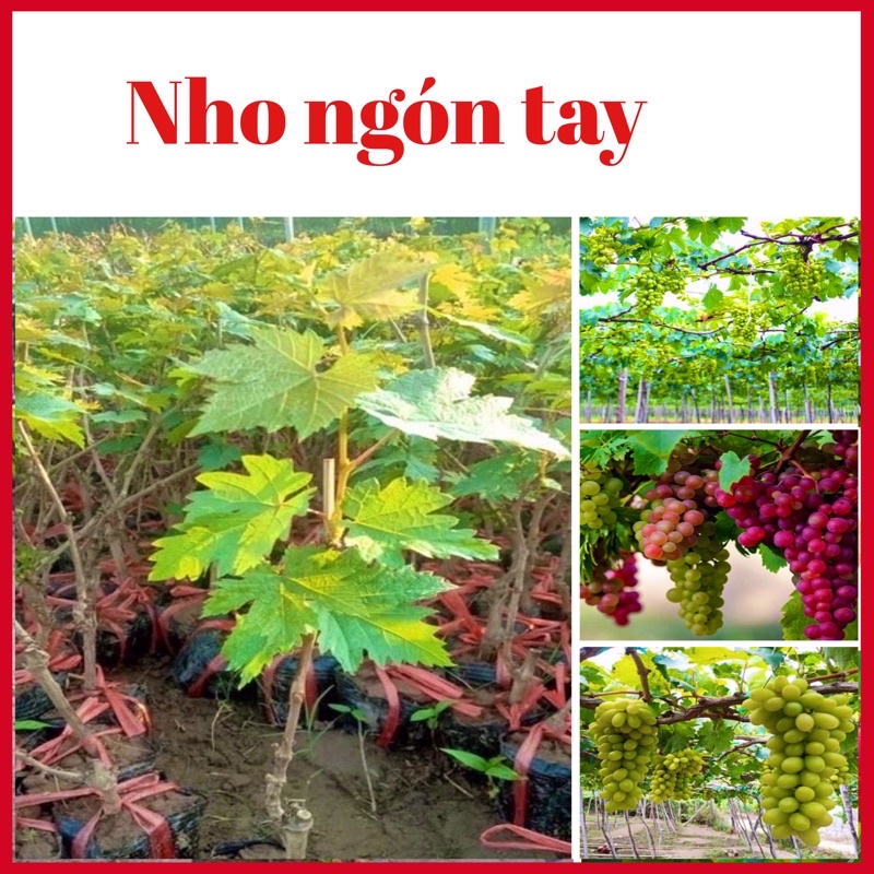 Cây nho ngón tay không hạt leo giàn 6 tháng có quả (hình thật ảnh cuối)