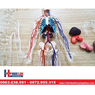 MÔ HÌNH GIẢI PHẪU CƠ THỂ NGƯỜI 4D