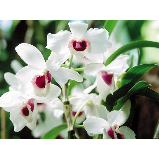 Hoa Lan Thanh Đạm rừng Tây Bắc