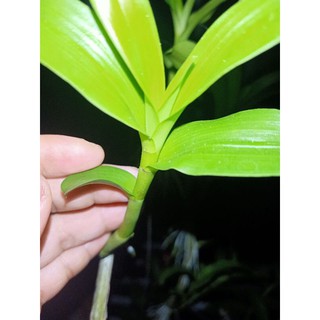 ki phi điệp mắt đỏ