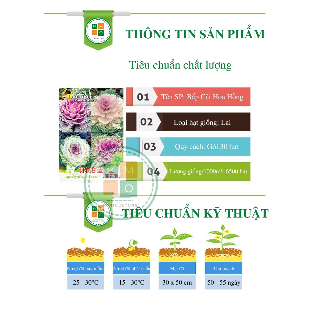 Hạt giống hoa bắp cải hoa hồng F1 nhiều màu
