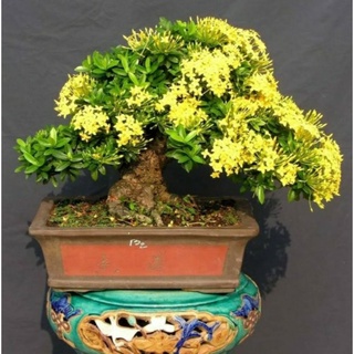 Trang vàng bonsai mini dạng phôi