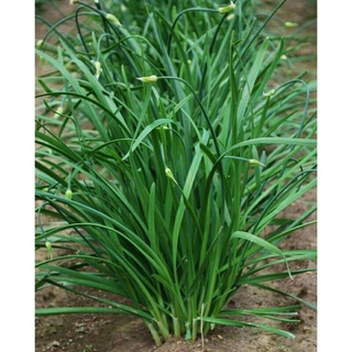 hạt giống hẹ ăn bông 2gr