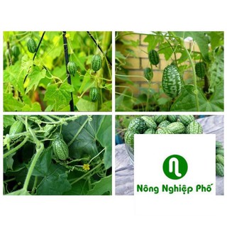 10 hạt giống dưa hấu mini PHUNONG