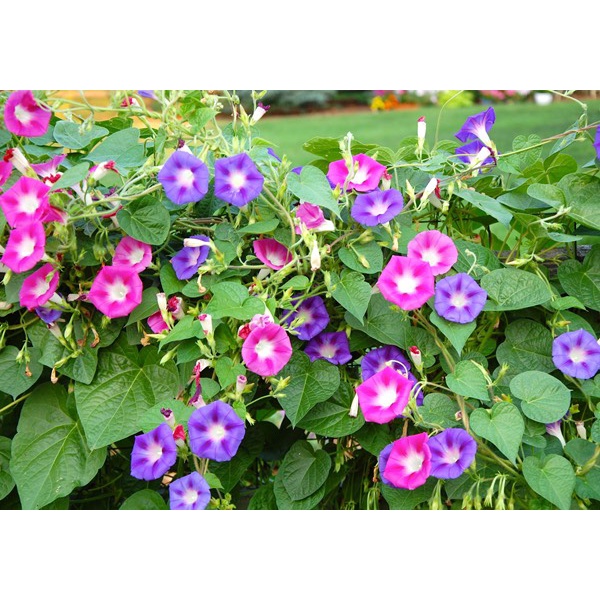 Hạt giông hoa Bìm BÌm F1 Loại mix màu dễ trồng hoa nở đẹp chống sâu bệnh