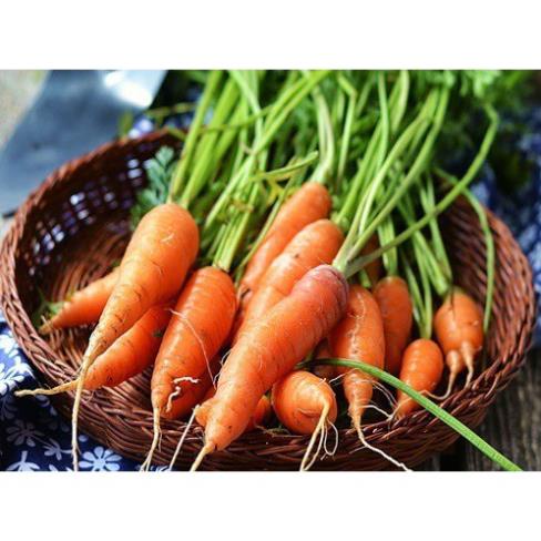 ⚡️ Cà rốt NEWTON⚡️ Hạt Cà Rốt Chịu Nhiệt F1 Siêu Dễ Trồng