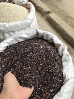 Gạo nếp cẩm Điện Biên