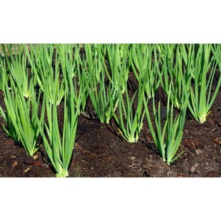 300H - HẠT GIỐNG HÀNH TÂY TÍM