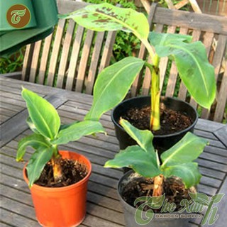 Hạt giống Chuối mini-10 hạt