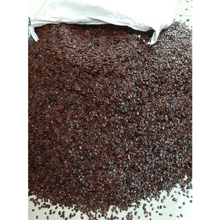 1 kg hạt giống keo cuba .