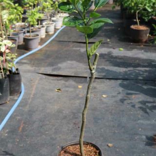 Cây 🌲 Mít Malaysia ruột đỏ ... siêu sớm