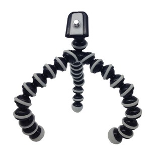 Đế bạch tuột size vừa