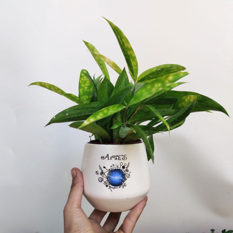 Cây Trúc Nhật vàng kèm chậu sứ in hình đẹp