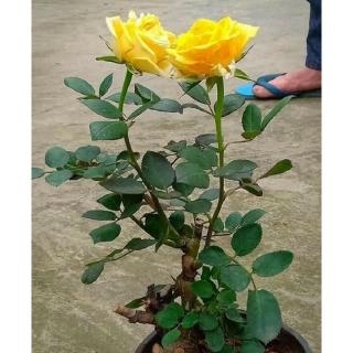 Combo 05 Gốc Hồng Cổ SAPA
