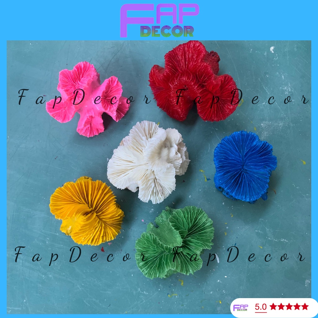 SAN HÔ HẢI QUỲ PHONG THỦY PHỐI MÀU SIÊU ĐẸP, TRANG TRÍ BỂ CÁ. NHÀ CỬA - FAPDECOR
