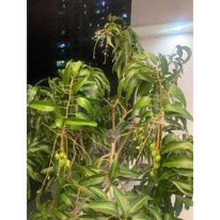 Cây xoài nhật bản