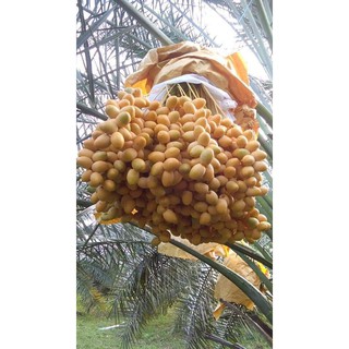 cây Cây chà là ăn trái ..6 tháng là cho trái  - Cây Giống Nhập Khẩu